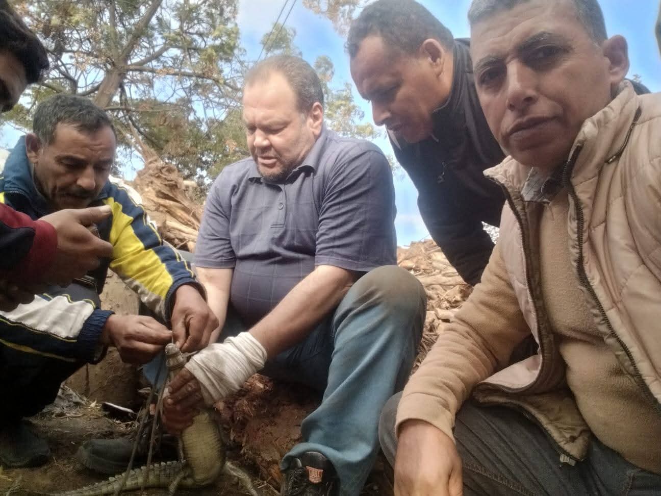 تمساح الزوامل